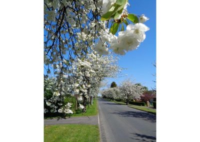 Blossom overhanging the road